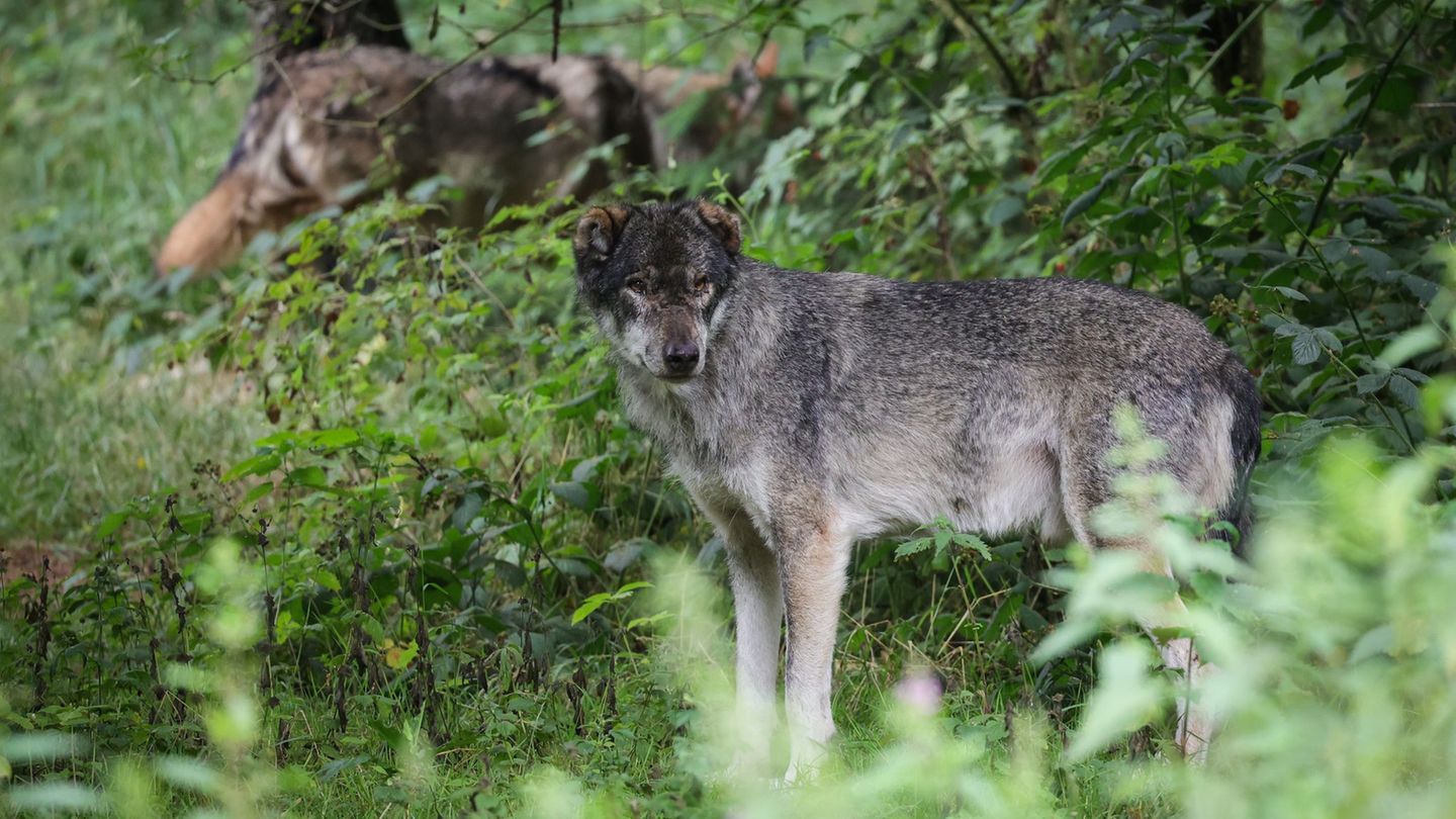 Wildunfälle: Zwei Wölfe an Ostern in Schleswig-Holstein überfahren
