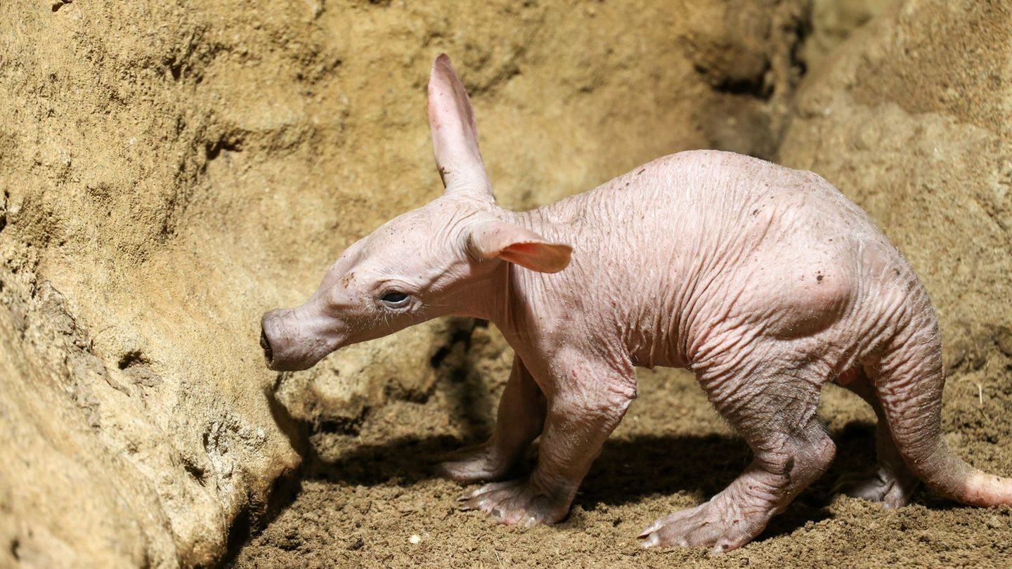 Tiere: Hasenohren, Rüssel und nackte Haut: Erdferkel in Zoo geboren