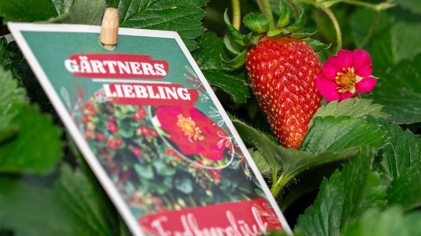 Obstanbau: Bald ist Erdbeerzeit – Gartenbauverband tauft neue Sorte