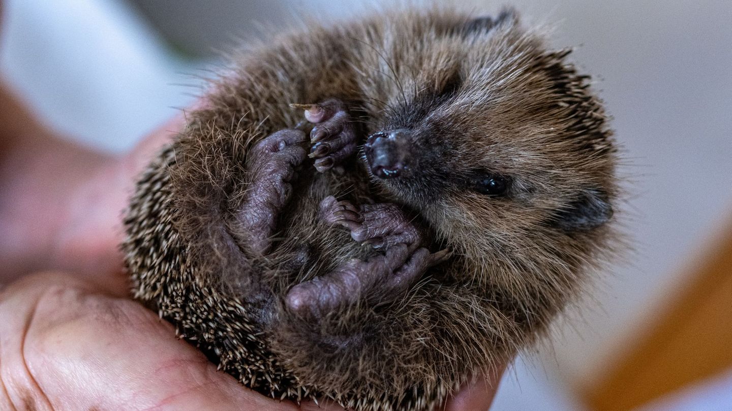 Tiere: Peta setzt Belohnung für Hinweise zu Tierquälerei aus