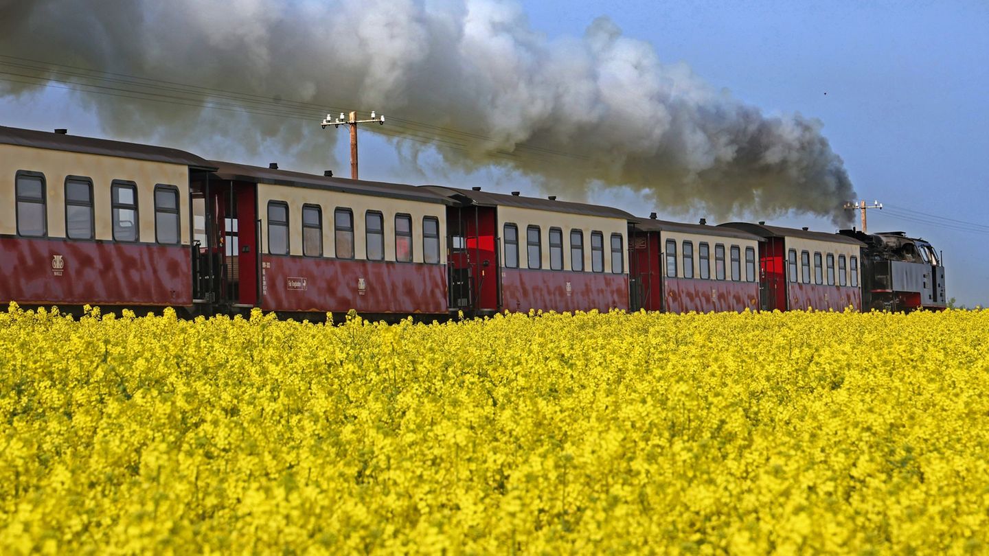 Agrar: Rapsblüte in MV hat begonnen – Ölfrucht auf 190.000 Hektar