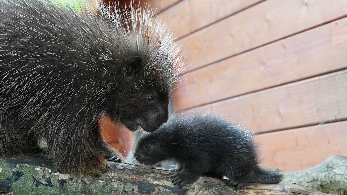 Tiere: Baumstachler-Nachwuchs mit Stinktieren in Tiergarten-WG