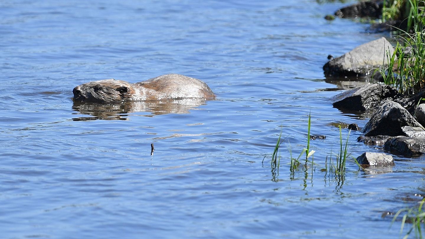 Tiere: Biber sorgen für Schäden in Sachsen-Anhalt