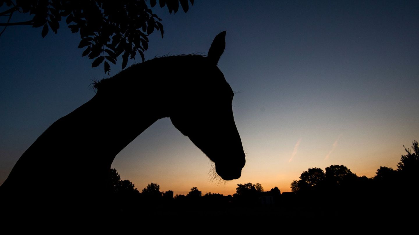 Niedersachsen und Bremen: Zahlreiche Tierschutzverstöße in Niedersachsen und Bremen