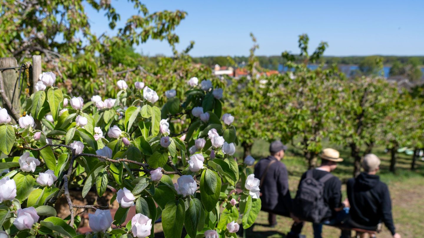 Festwochenende: Polizei: Kaum Zwischenfälle am ersten Baumblütenwochenende