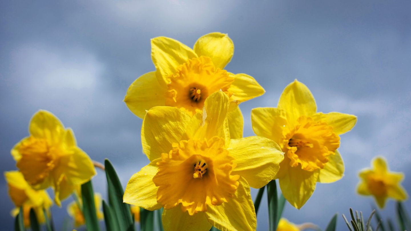 Wetterbilanz: Aprilwetter in Sachsen-Anhalt: Warm, sonnig und trocken