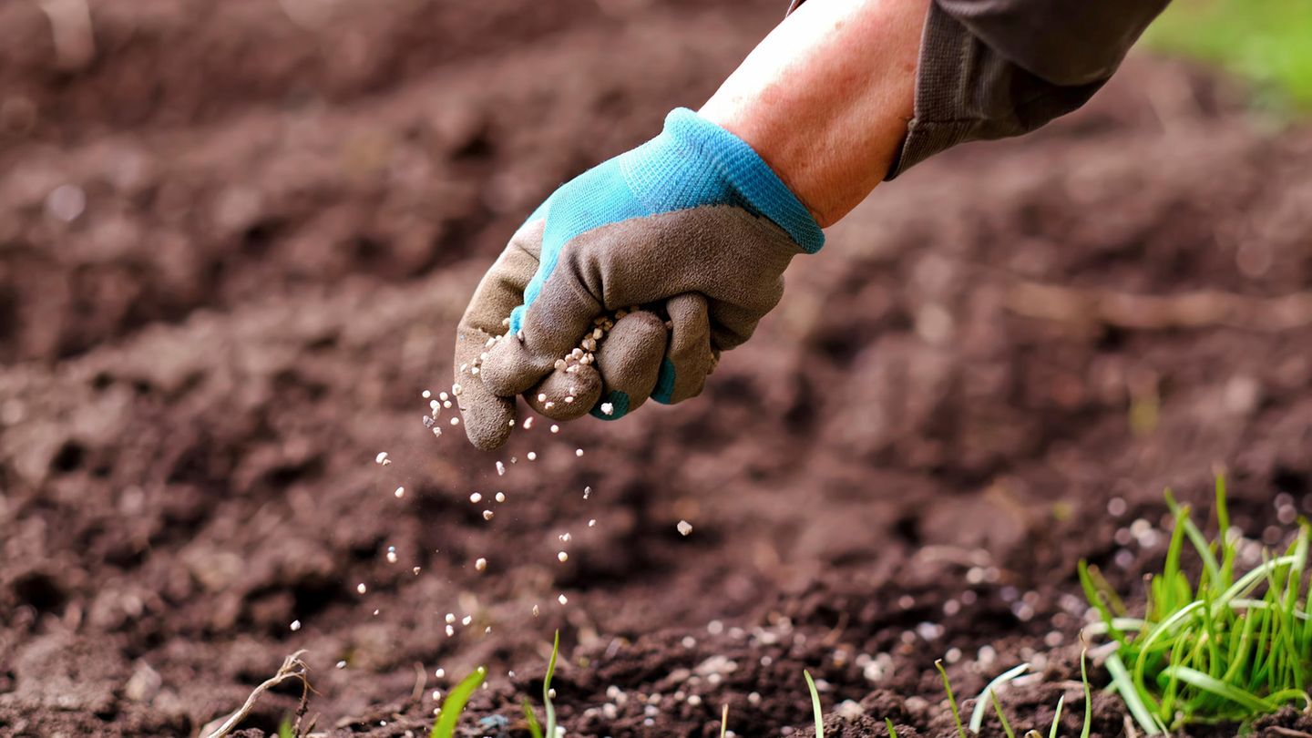Langzeitwirkung: Hornspäne als Naturdünger: So stärken Sie Balkon- und Gartenpflanzen