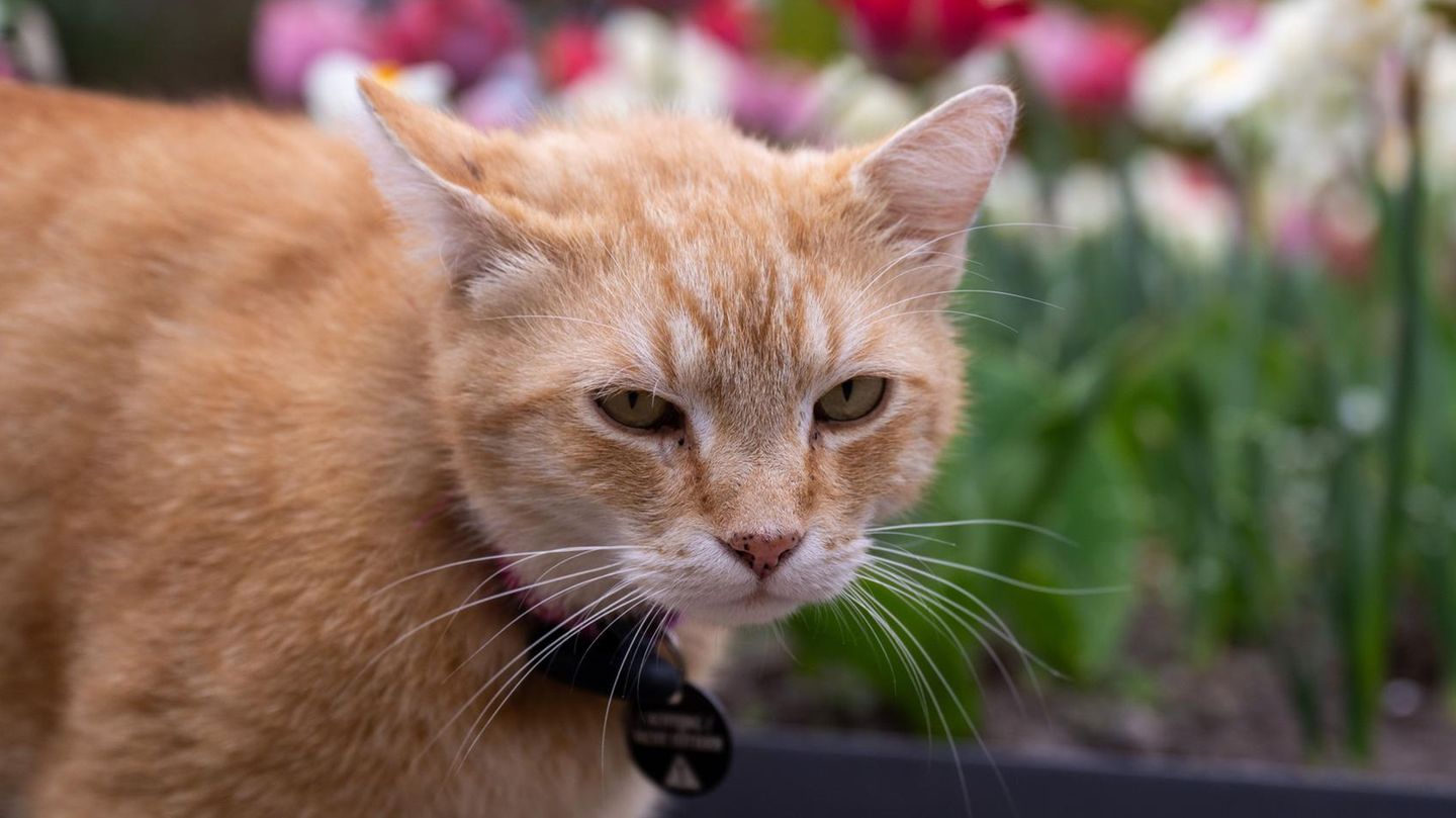 Projektile im Kopf: Katze mit Schüssen aus Luftdruckwaffe schwer verletzt – eingeschläfert