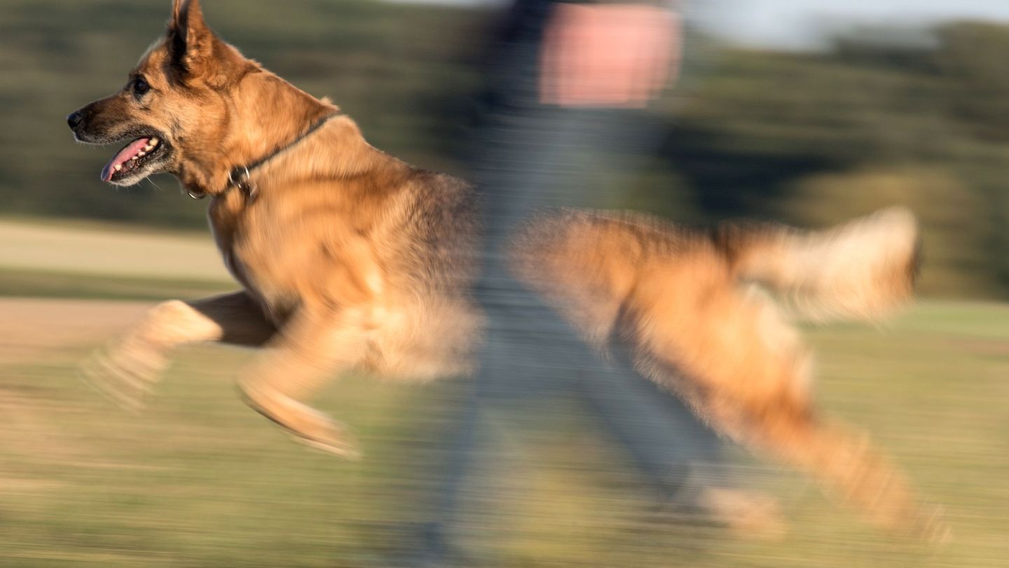 Zentrales Hunderegister: Statistik: 115 Mal haben Hunde in Sachsen-Anhalt zugebissen