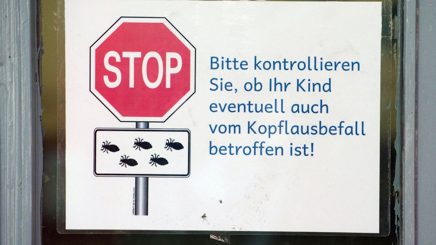 Krabbeltiere: Krankenkasse: Steigender Trend bei Kopfläusebefall in MV