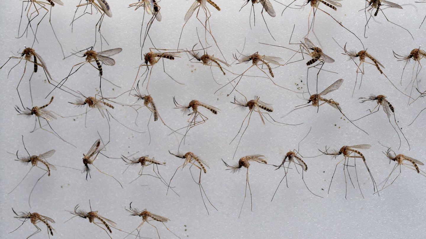Klima und Insekten: Viele Stechmücken in Niedersachsen erwartet