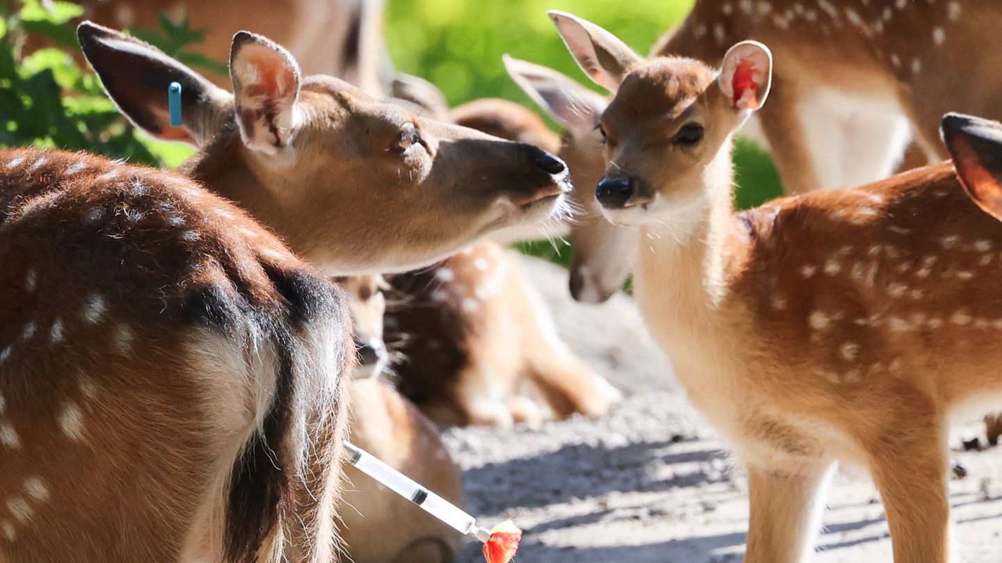 Tiere: Tierpark Hagenbeck freut sich über viel Nachwuchs