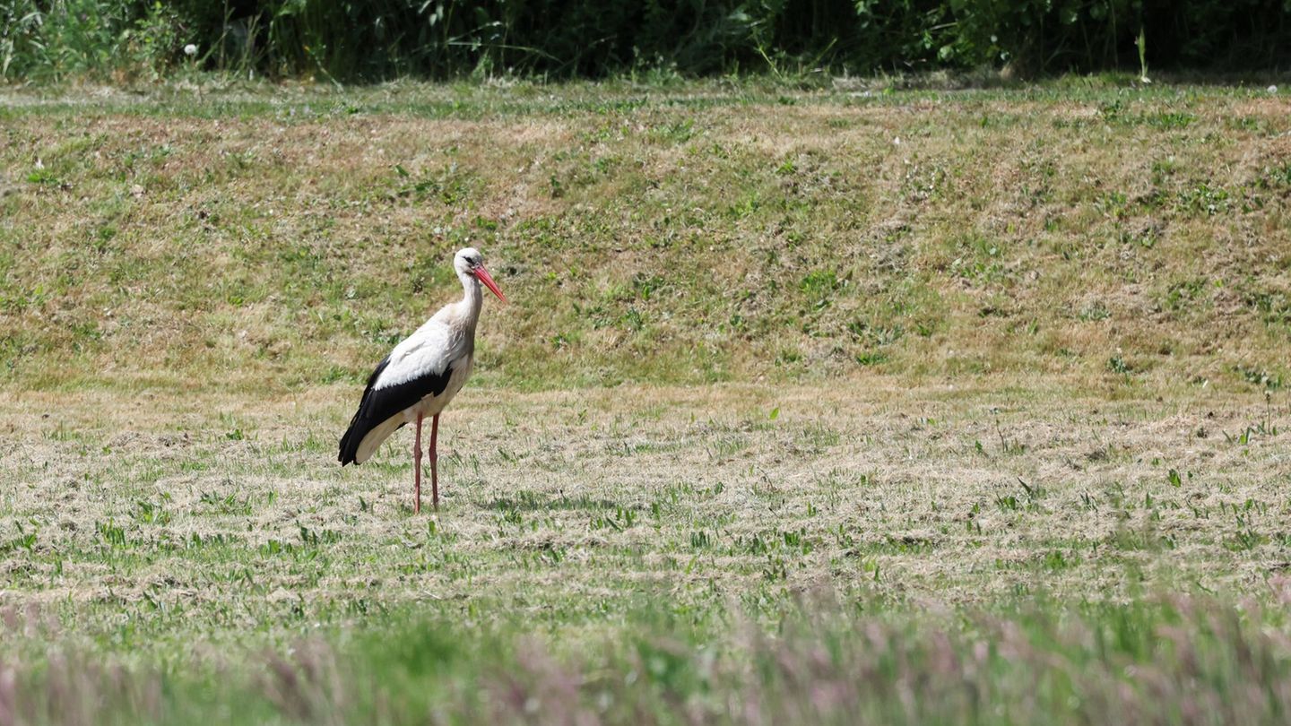 Tierisches: Anhaltende Trockenheit macht Hamburgs Störchen zu schaffen