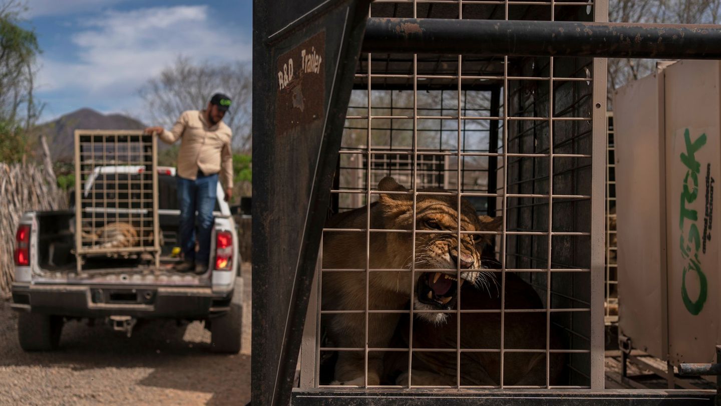 Tierschutz: 700 Wildtiere ziehen wegen Gewalt in Mexiko um