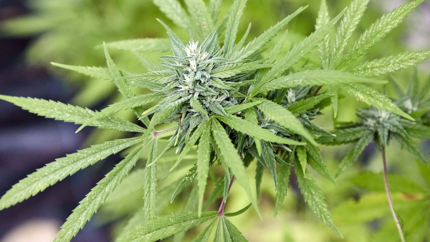 Festnahme: 17-Jähriger hat Marihuana-Aufzucht im Zimmer – Durchsuchung