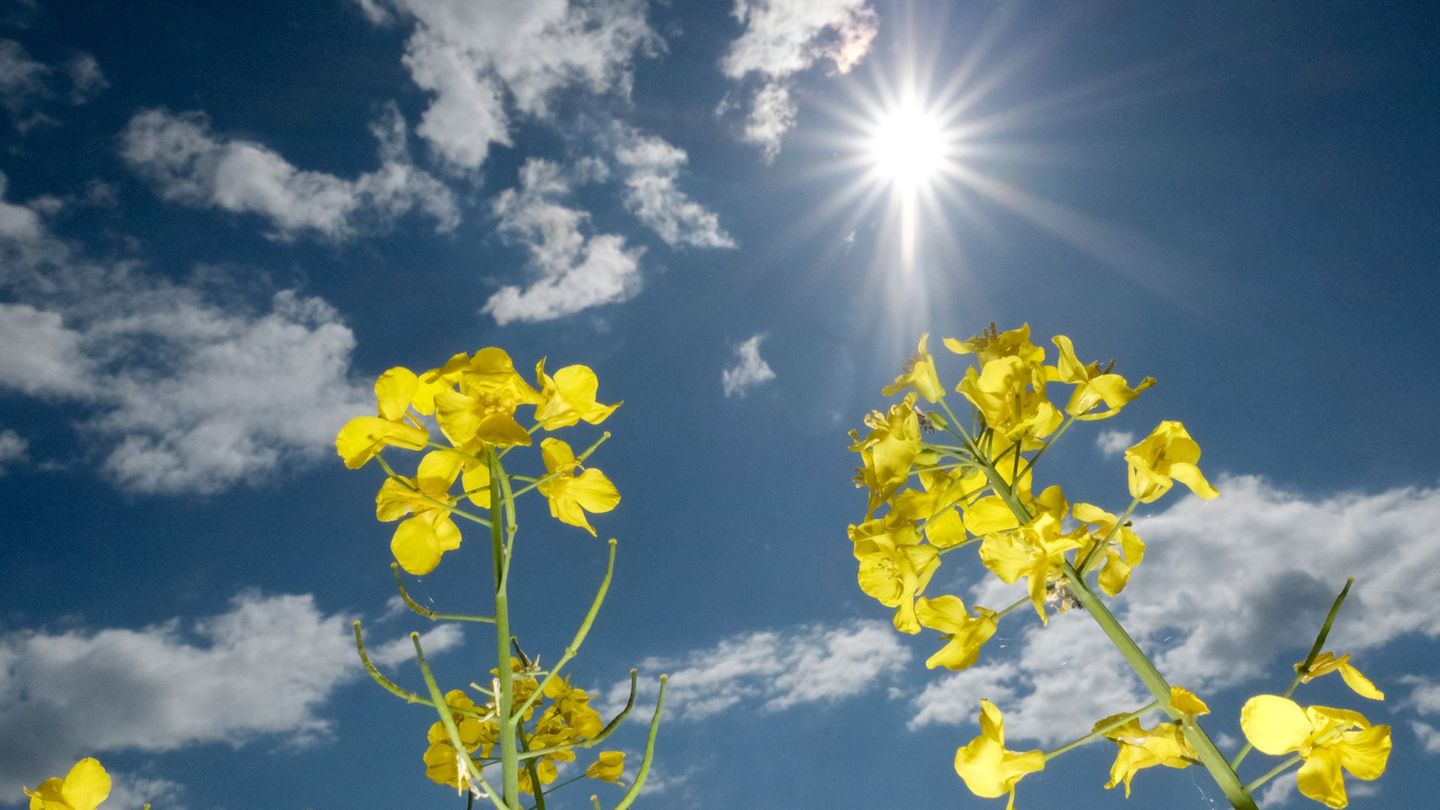 Frühjahrswetter: Frühjahrswetter in Sachsen: viel Sonne und Frost-Rekord