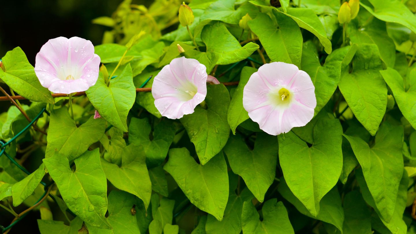 Convolvulus arvensis: Ackerwinde entfernen: So halten Sie die stark wuchernde Pflanze in Schach