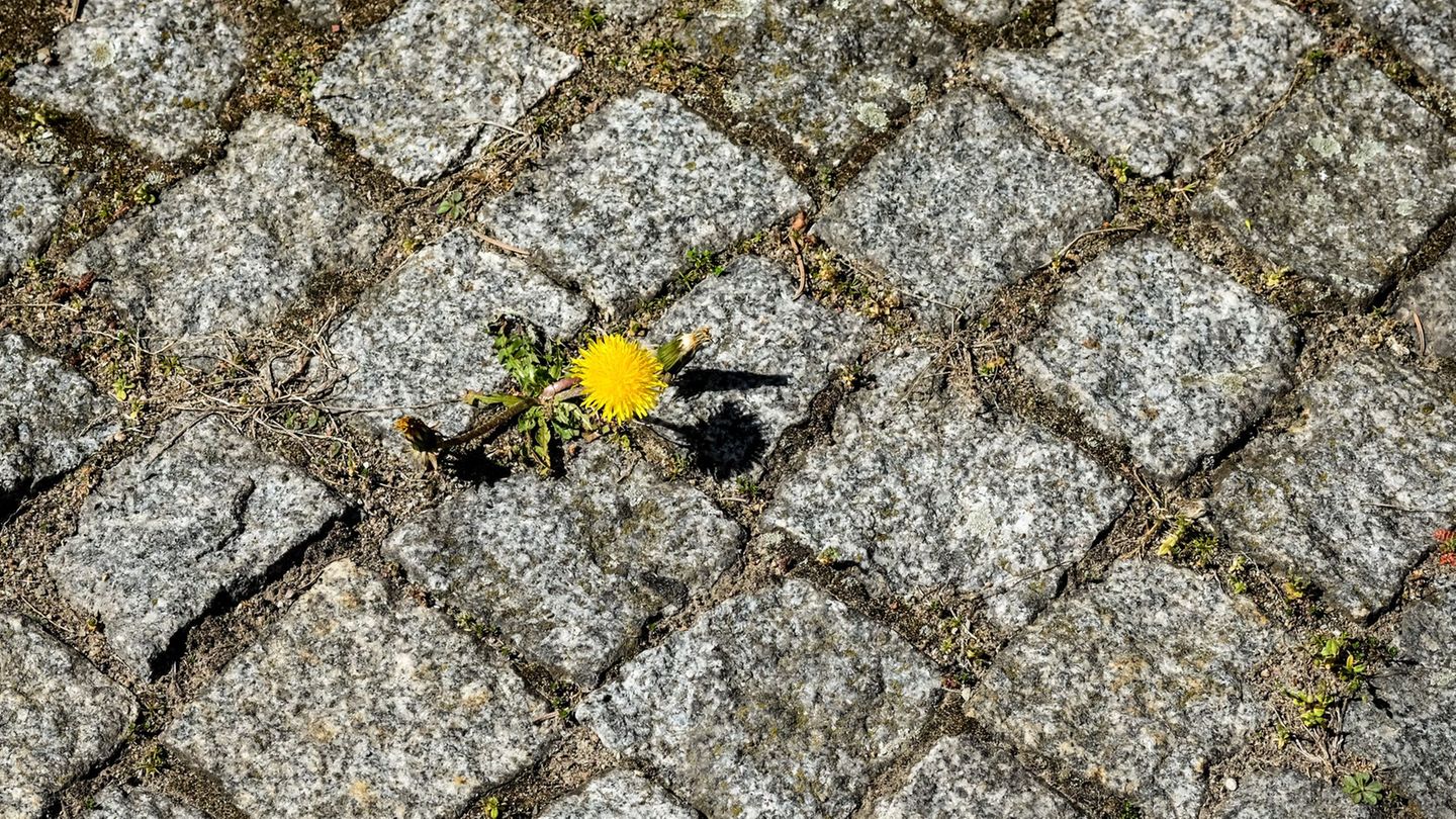 Leben in Lücken: Pflasterstein-Lücken als wertvolle Insekten- Kinderstuben