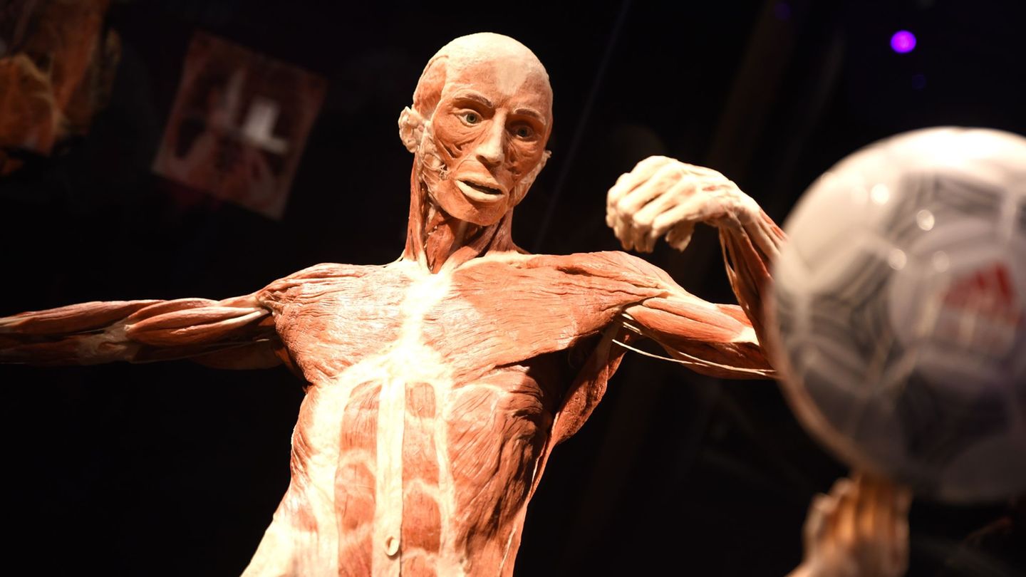 Echte menschliche Körper: „Körperwelten“-Ausstellung erstmals in Hanau