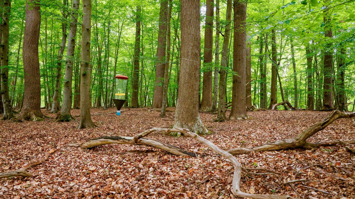 Länderübergreifendes Programm: Biodiversitätsmonitoring in Wäldern ist gestartet