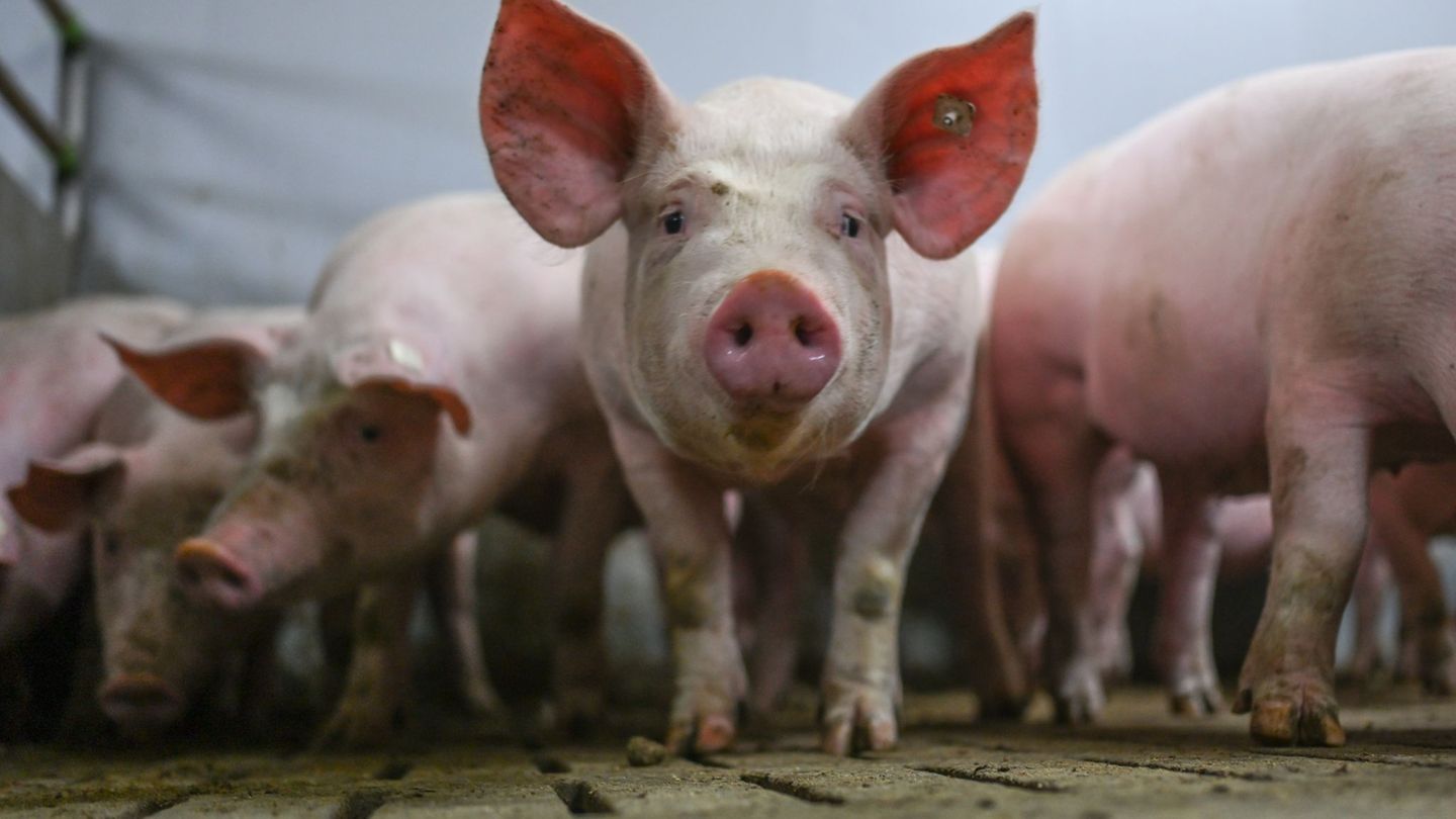 Lebensmittel: Was wird aus dem staatlichen Tierhaltungslogo?