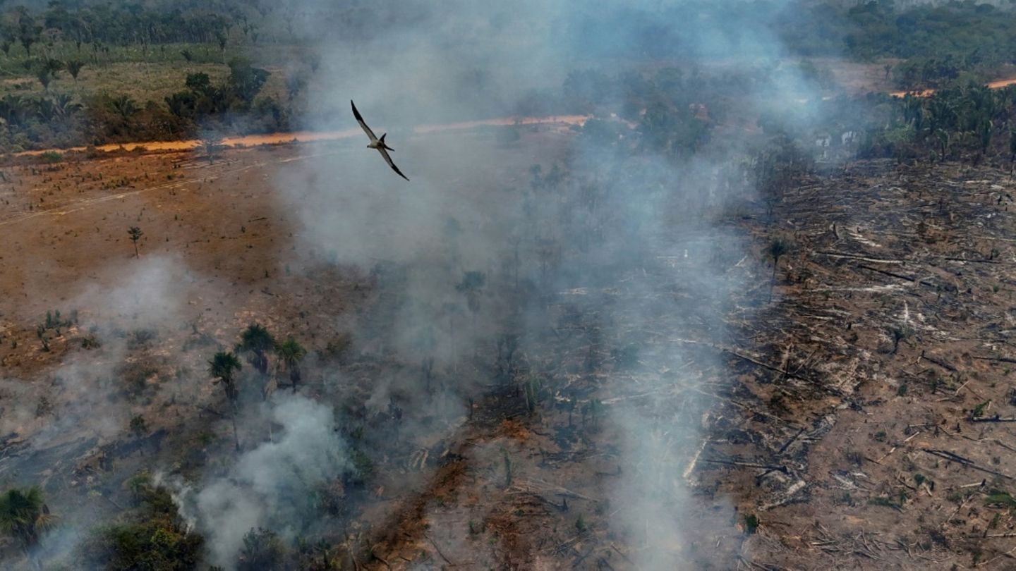 Brasilien: Brände treiben Zerstörung des Amazonas-Regenwalds voran