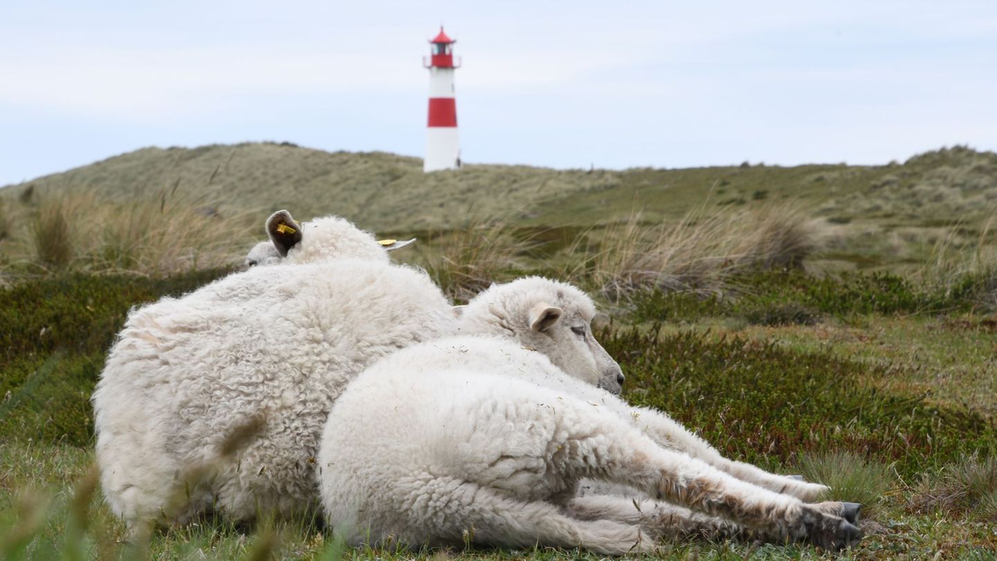 Tote Lämmer: Naturschutzorganisation kritisiert Goldschakal-Jagd auf Sylt