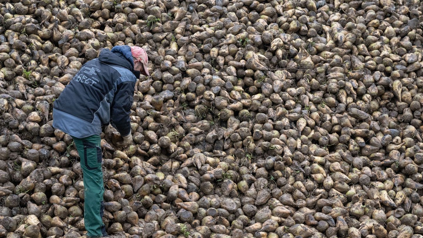 Landwirtschaft: Wie eine Zikade Zuckerrüben und Kartoffeln bedroht