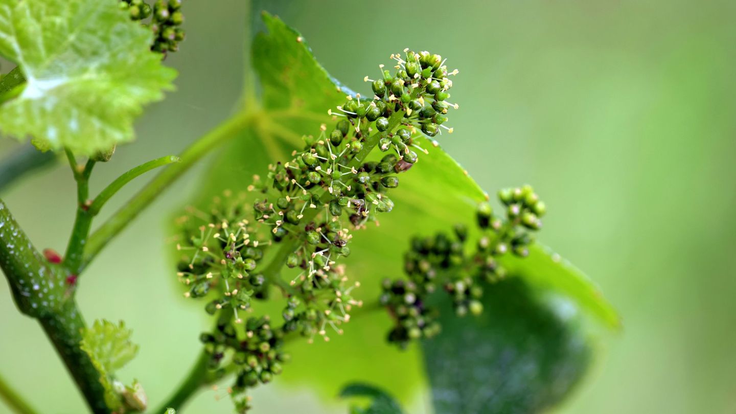 Weinanbau: Rebblüte in Franken – Meilenstein auf dem Weg zur Lese