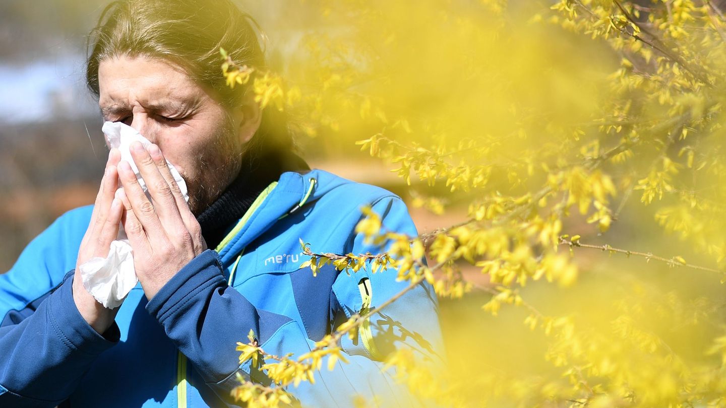 Pollen und Allergien: Blütezeit: Ministerin verweist auf Infos zum Pollenflug