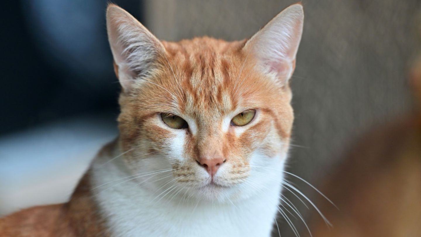Sachsen-Anhalt: Womöglich mehrere Katzen aus fahrendem Auto geworfen und getötet