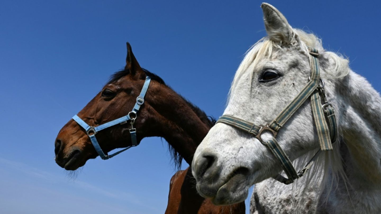 Mindestens fünf Pferde sterben bei Stallbrand in niedersächsischem Melle