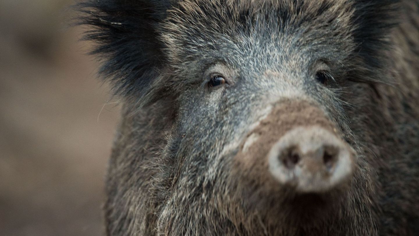Tierseuche: Kampf gegen Schweinepest kann noch Jahre dauern