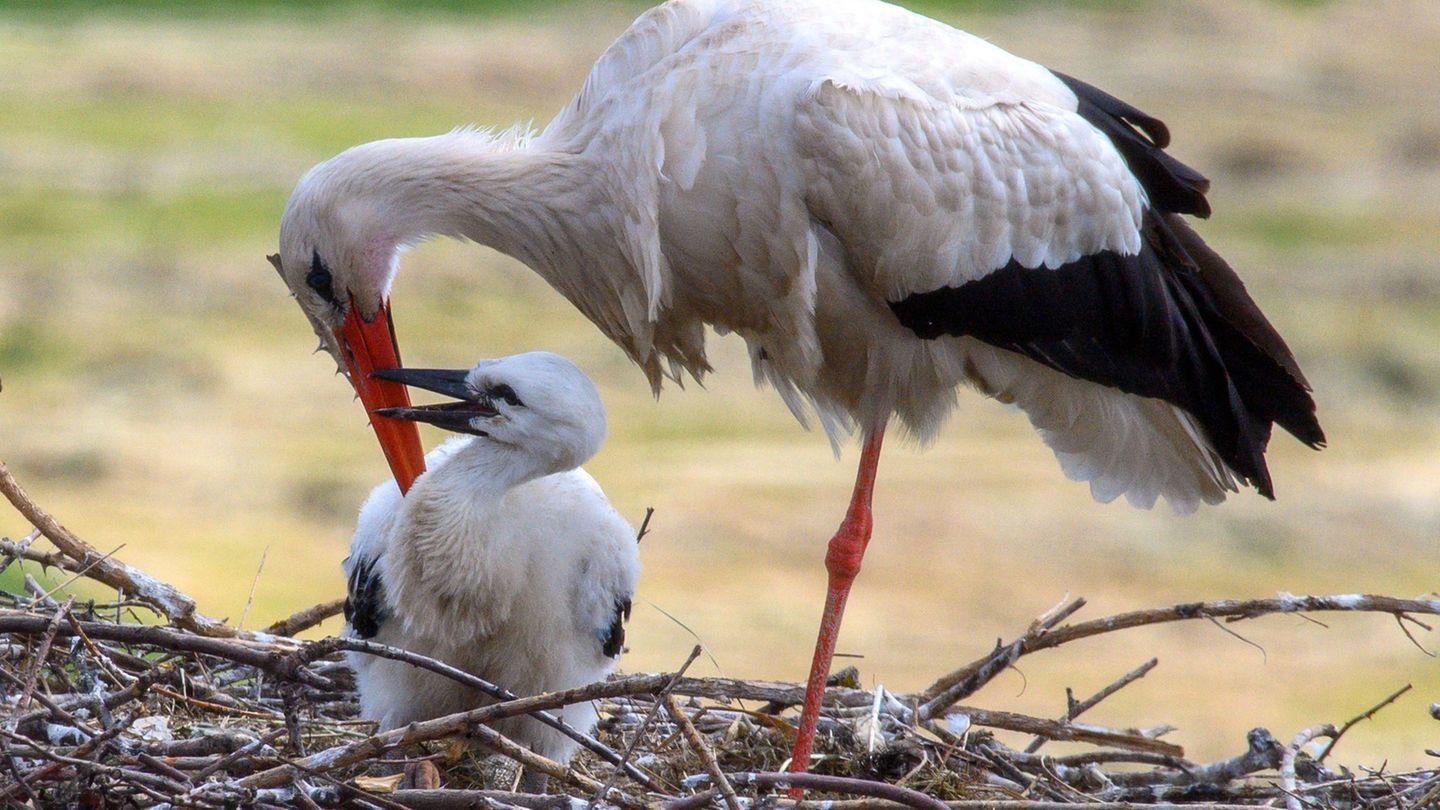 Natur: Störche bekommen Ringe zu Identifizierung