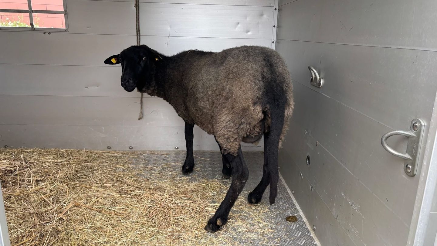 Tierquälerei: Schafe gestohlen und in Berliner Wohnung geschlachtet