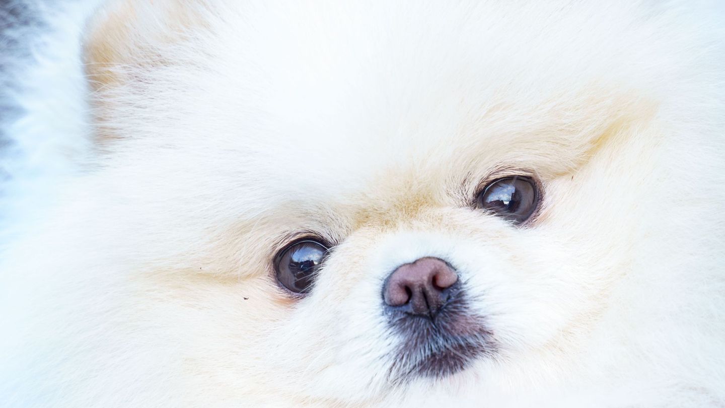 Tiere: Tierschutzbeauftragte: Hundekäufer sollten Zucht anschauen