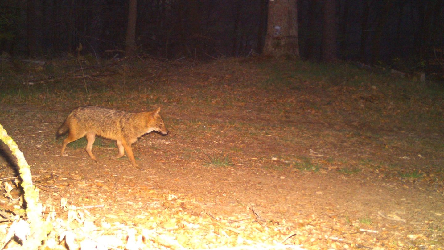 Wildtiere: Wolf, Luchs und Schakal – bald auch Bären?