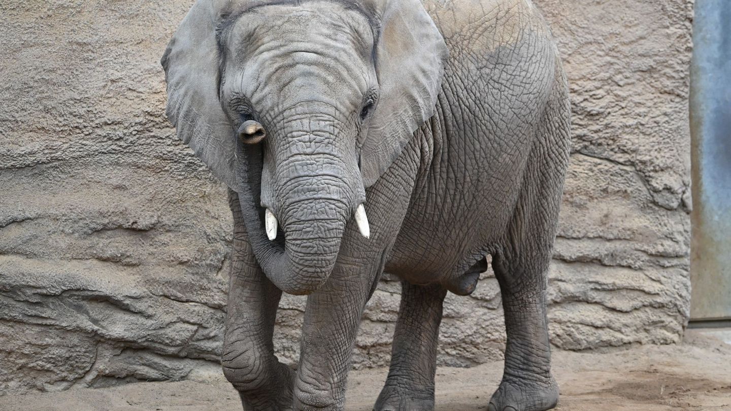 Lange Wartezeit: Freude im Opel-Zoo – Elefantenbaby „Kaja“ geboren