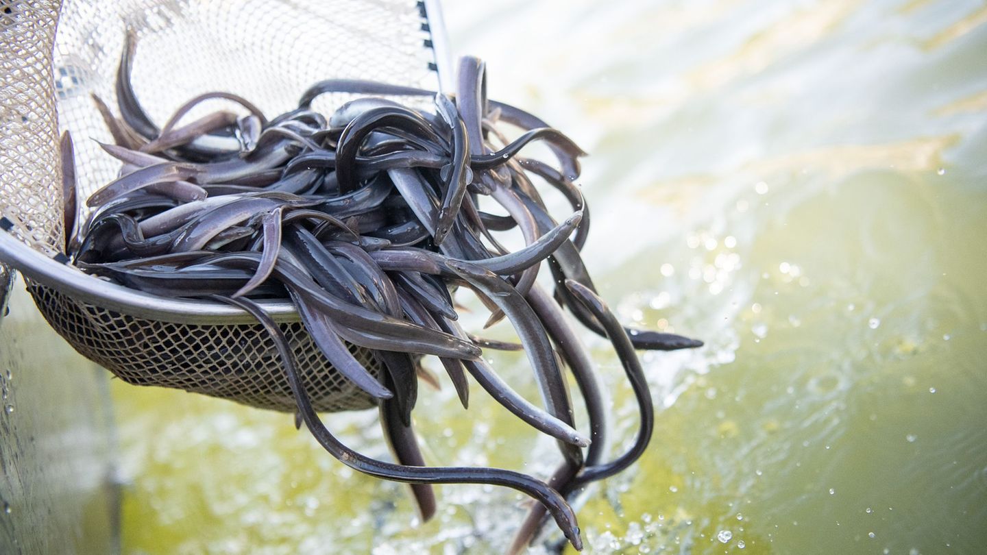Ernährung: Aal dominiert die Fischproduktion in Niedersachsen