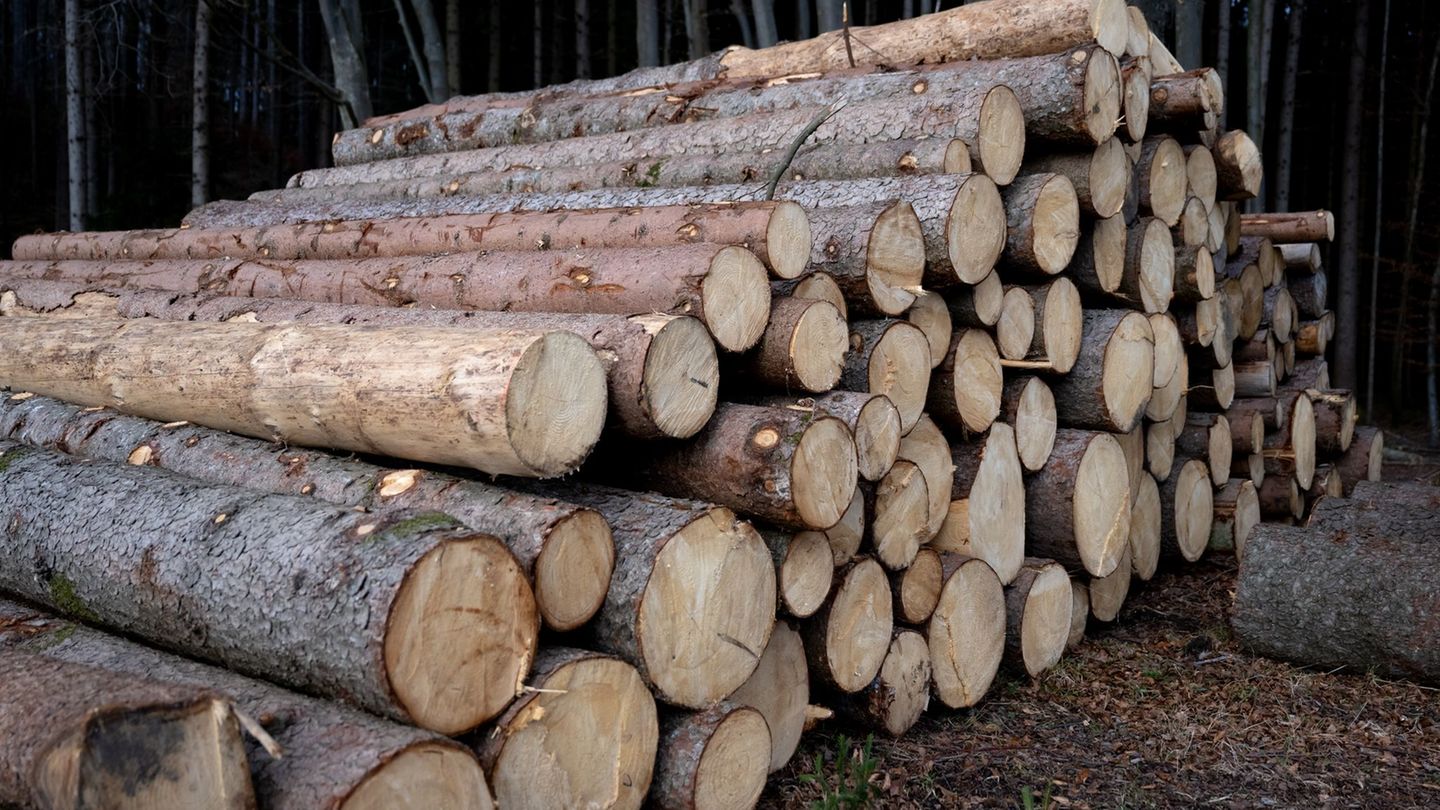 Gefährliche Waldarbeiten: Forstarbeiter bei Siegburg von Baum erschlagen