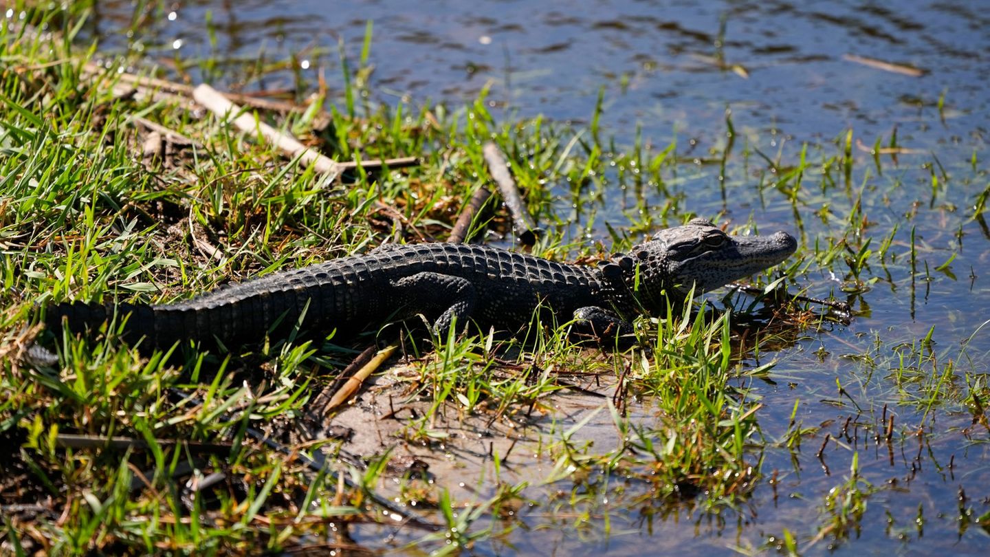 Reptil gesichtet: Vechta sucht nach Alligator