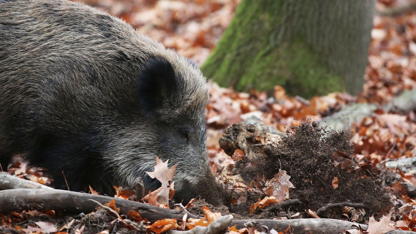 Tierkrankheiten: Erstmals Afrikanische Schweinepest in NRW nachgewiesen