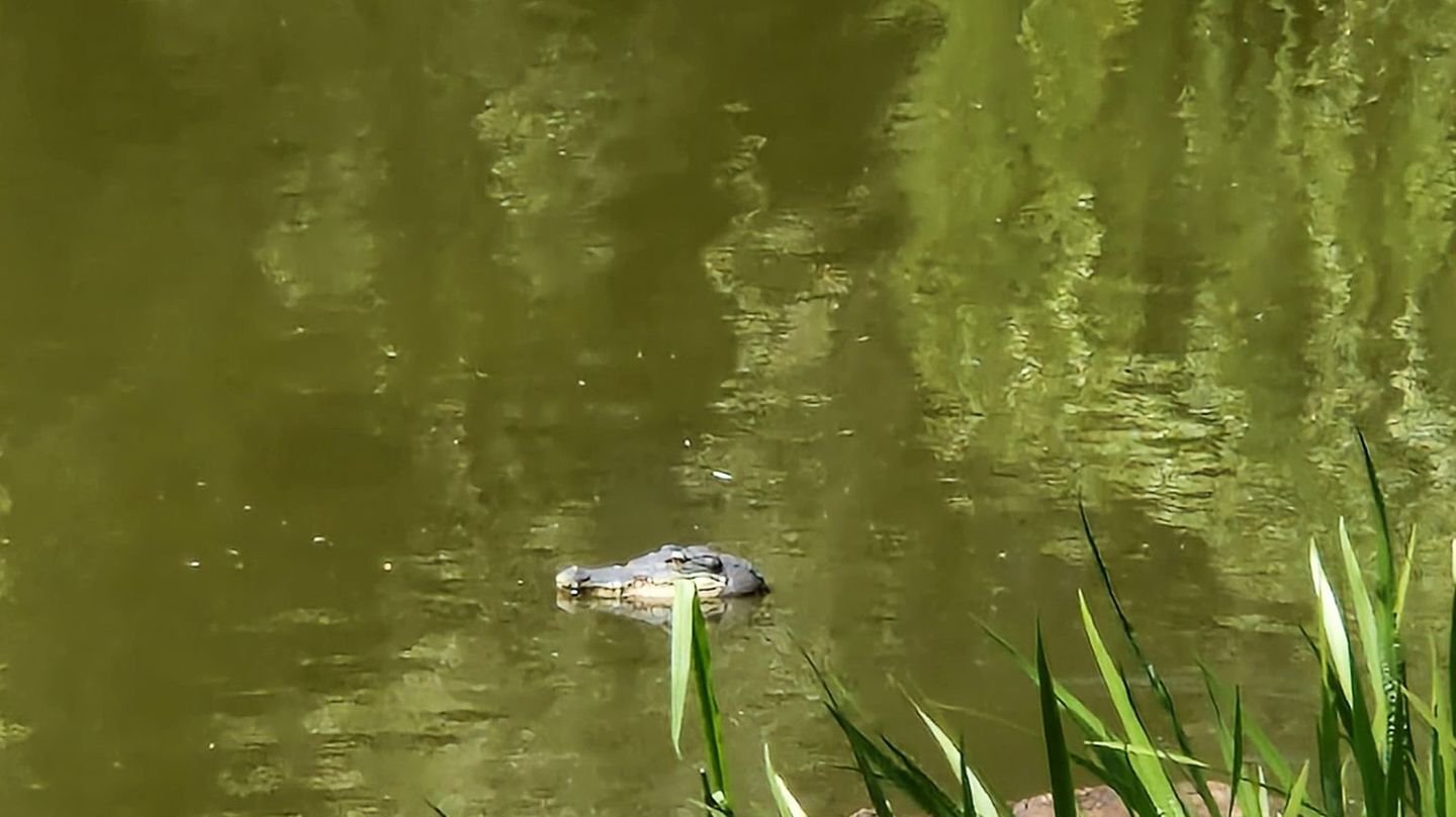 Attrappe im Wasser: Falscher Alligator sorgt für Aufsehen an Berliner Teich