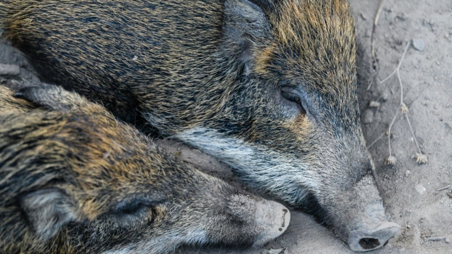 Erster Fall von Schweinepest in Nordrhein-Westfalen nachgewiesen