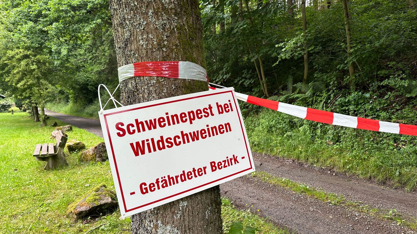 Tierkrankheiten: Kreis Olpe legt Schweinepest-Maßnahmen fest