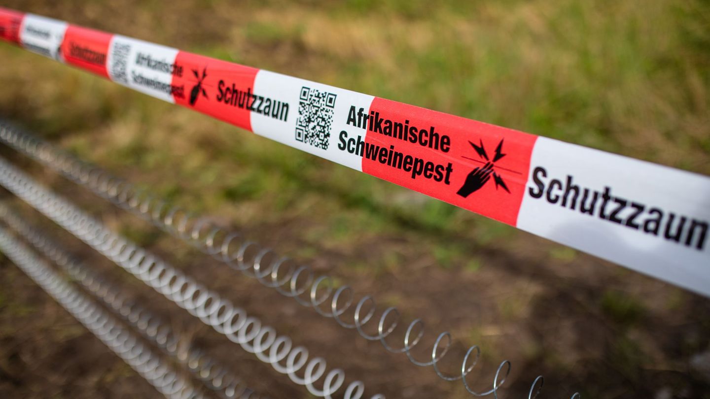 Tierseuche: Weitere Schweinepest-Nachweise in Nordbaden