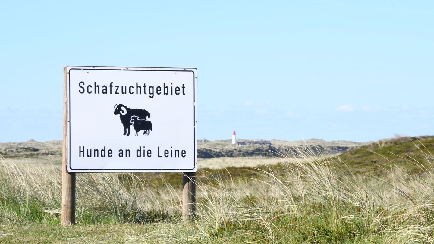 Raubtier auf Sylt: Sylter Goldschakal nicht mehr auffällig geworden