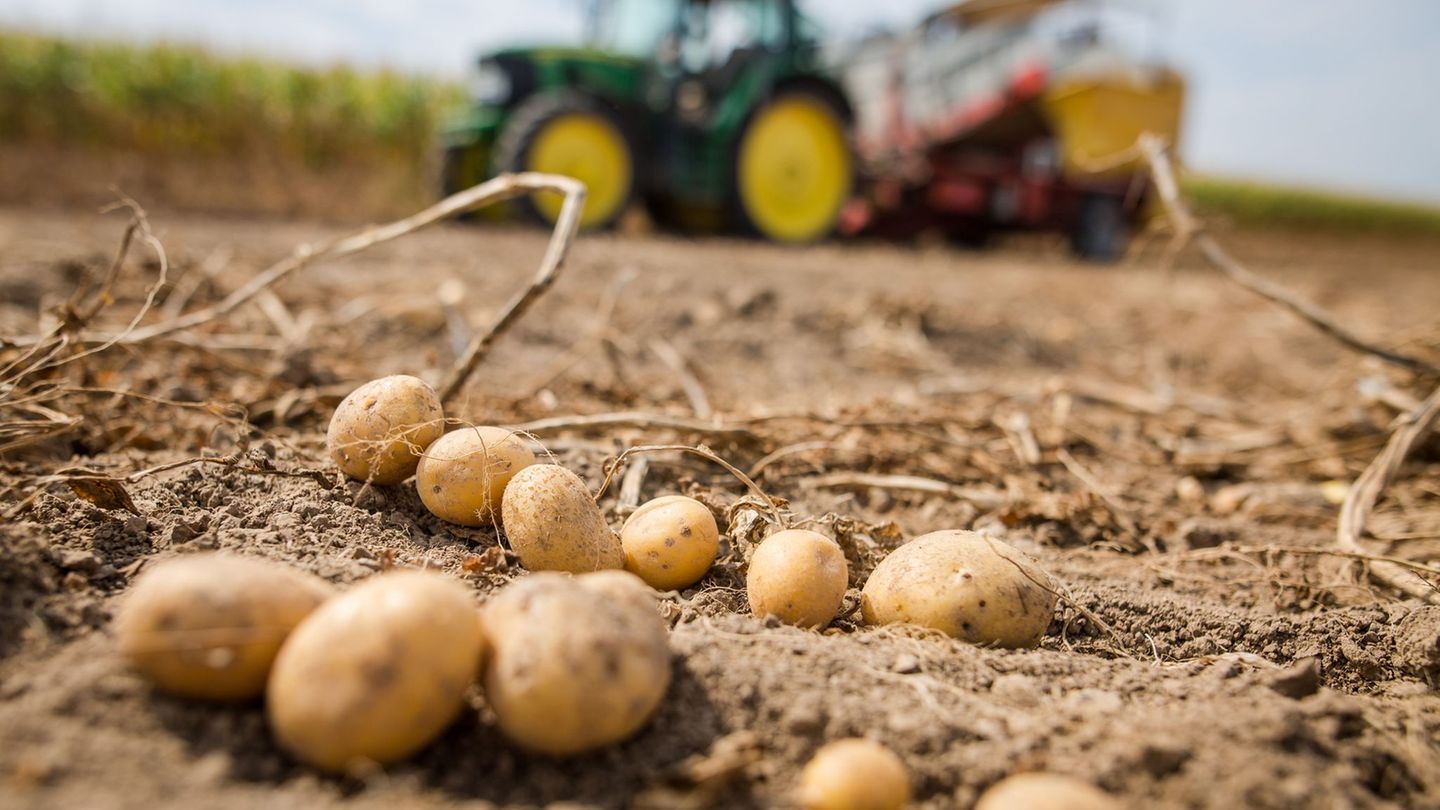 Landwirtschaft: Pflanzenkrankheit Stolbur auch in Sachsen nachgewiesen