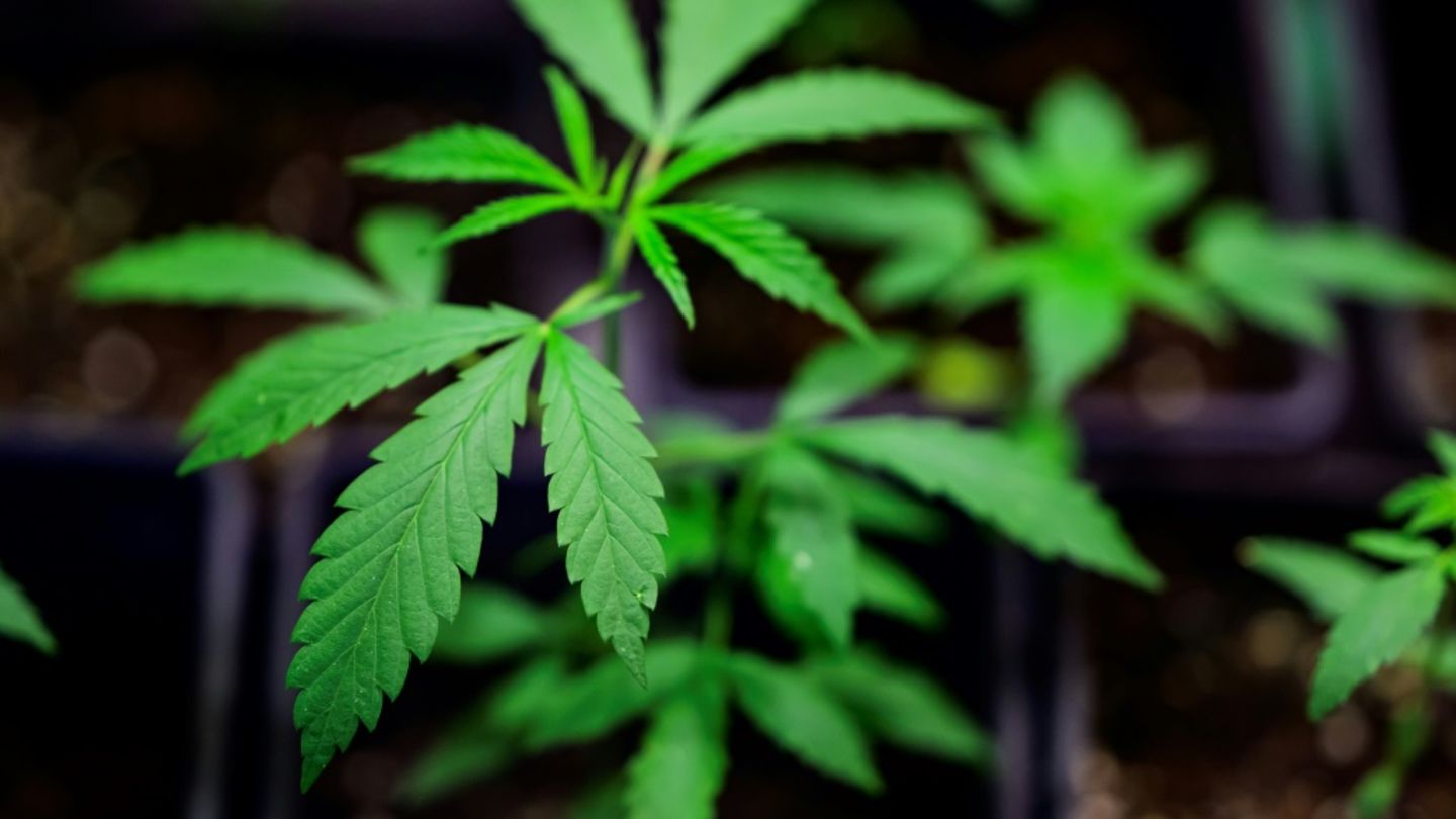 Mann gibt Marihuana an Schülerpraktikant von Polizei an Münchner Flughafen