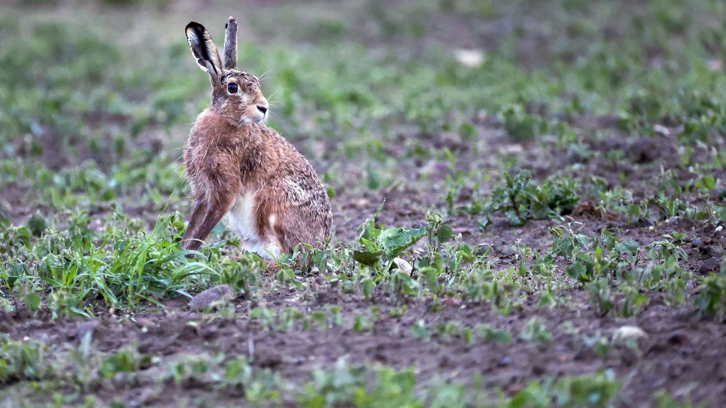 Tierseuche: Hasenpest im Landkreis Biberach nachgewiesen